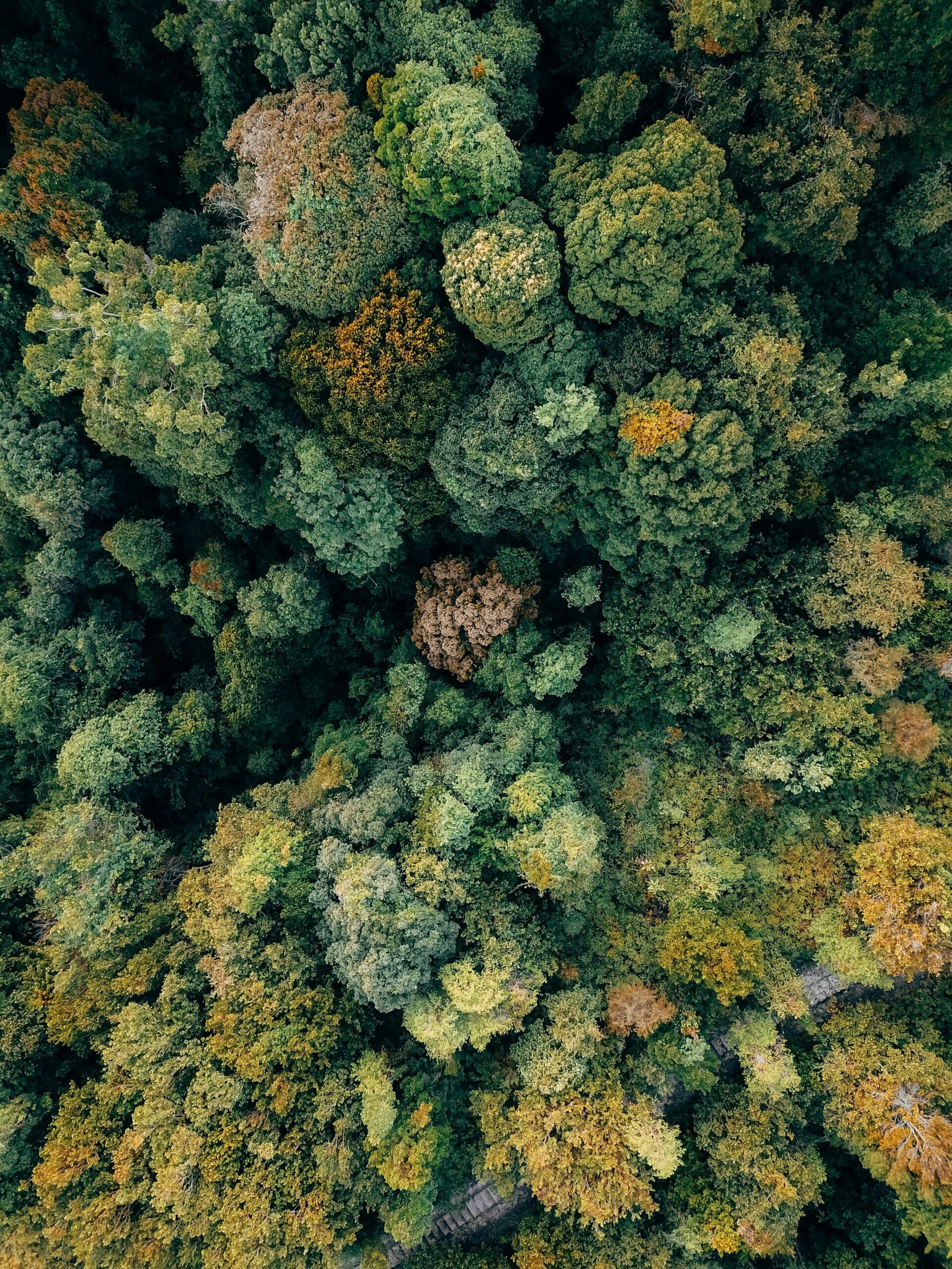 tree forrest